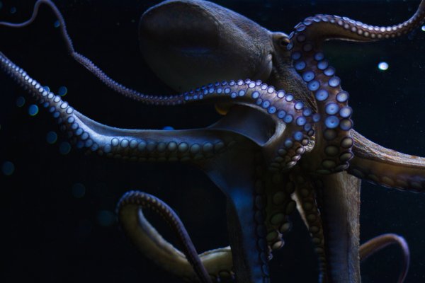 Kraken 13 at