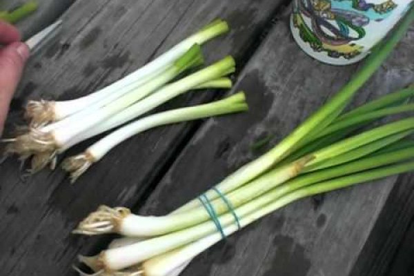 Кракен онион рабочая ссылка